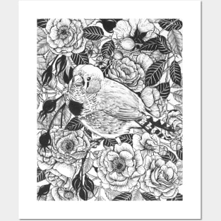 Zebra finch and rose bush ink drawing Posters and Art